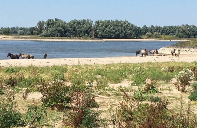 Natuurgebied Gelderse Poort