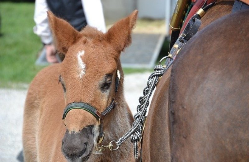 Gendtse paarden- en ponykeuring